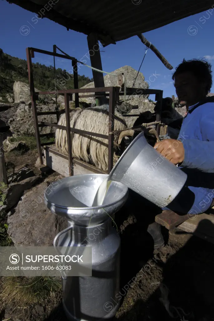 Man pouring fresh milk in a milk tank