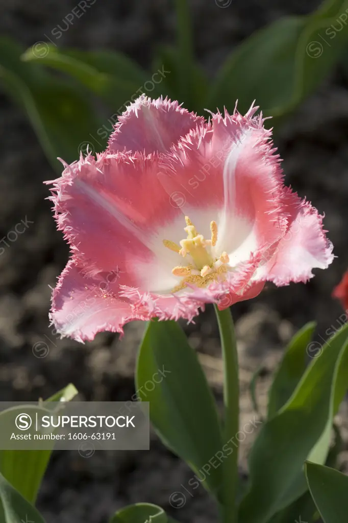 Pink tulip