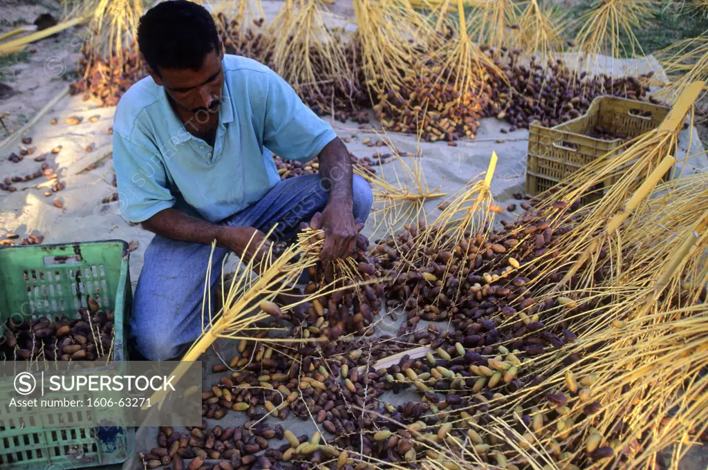 Tunisia, Kebili Governorate, palm grove of Nefzaoua, near Douz, dates harvesting