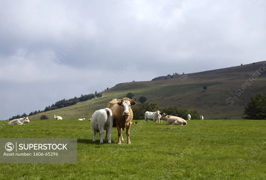 Troupeau de vaches sur le plateau du Mt Gerbier de Jonc