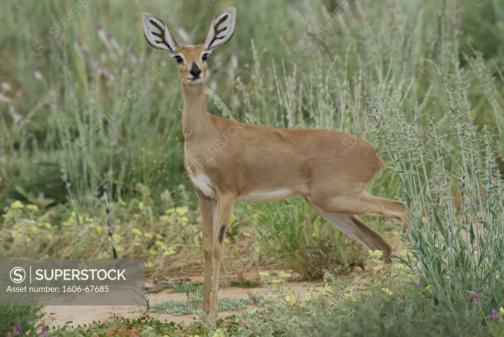 South Africa, Kalahari desert, Kgalagadi Transfrontier Park, female steenbok (Raphicerus campestris)