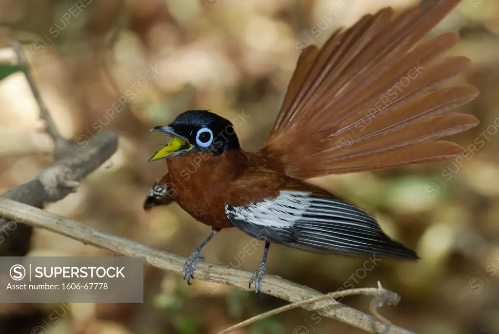 Male flycatcher of paradise of Madagascar (Terpsiphone mutata), forest in the reservation of Berenty, south Madagascar