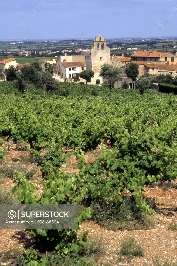 France, Languedoc-Roussillon, Pyrénées Orientales, catalogne, vineyard to Sainte-Colombe-de-la-Commanderie, near Thuir
