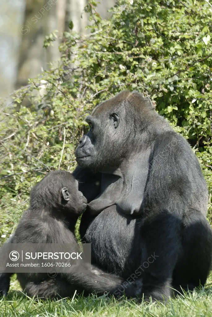 Lowland gorilla (Gorilla gorilla)
