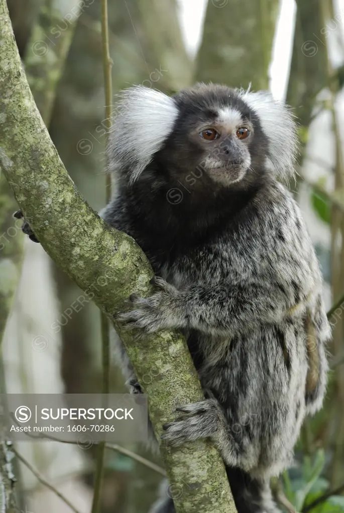 Brazil, common marmoset (Callithrix jacchus)