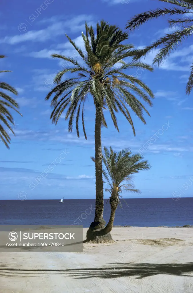 Tunisia, Djerba, palm trees on the beach, seaside