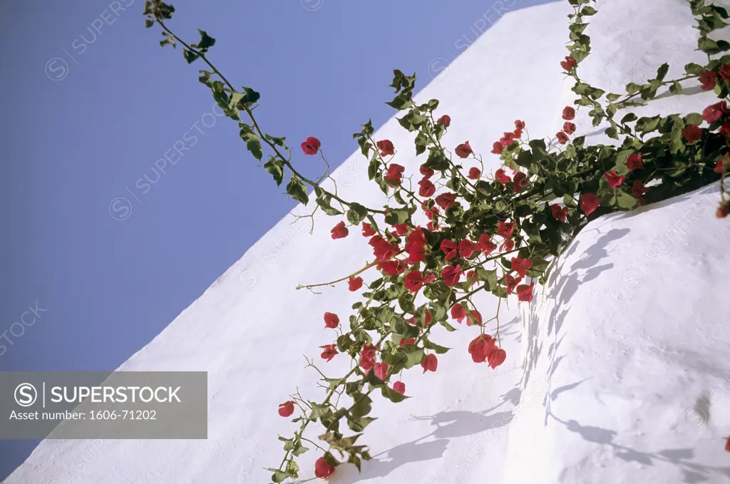 Greece, Cyclades islands, Sifnos, Apolonia, bougainvillea against a white wall