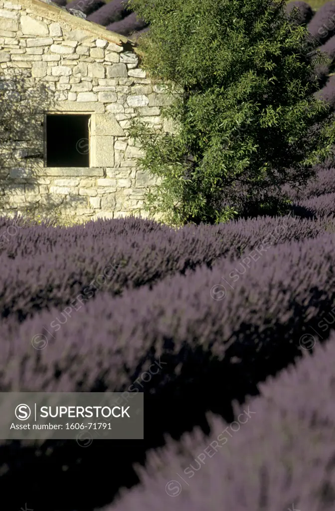 France, prvence, Vaucluse, lavender field in Sault district