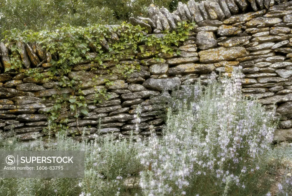 Dry-stone wall with rosemary flowers