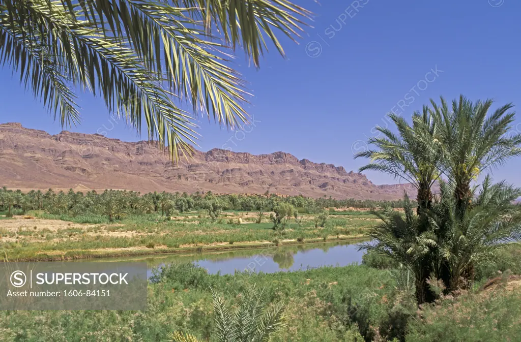 Morocco, Draa valley, palm trees