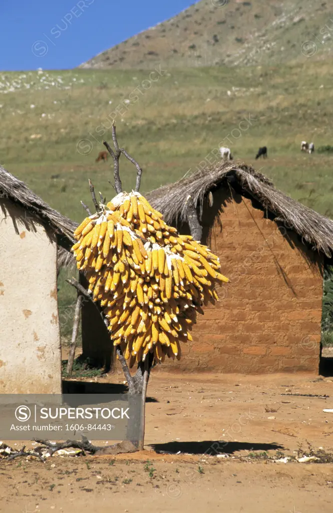 Madagascar, hamlet, corn corbs on a tree