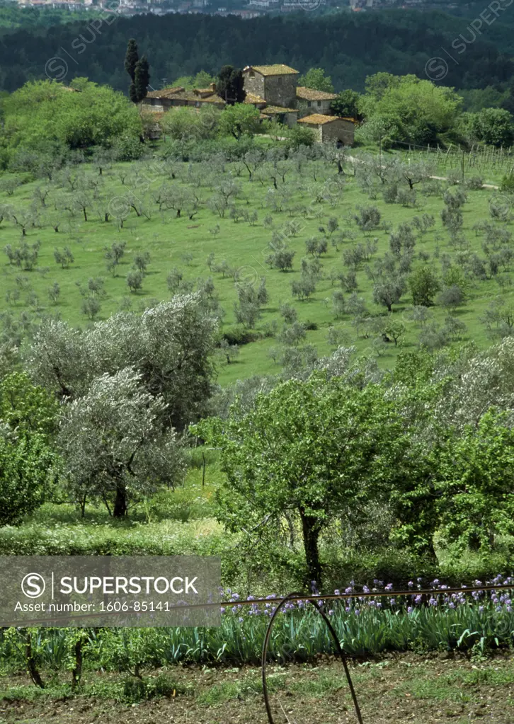 Italy, Tuscany, Florence area, olive trees