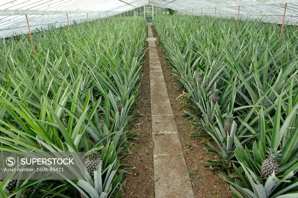 Azores, S. Miguel island, Faja da Baixo, pineapple greenhouse cultivation