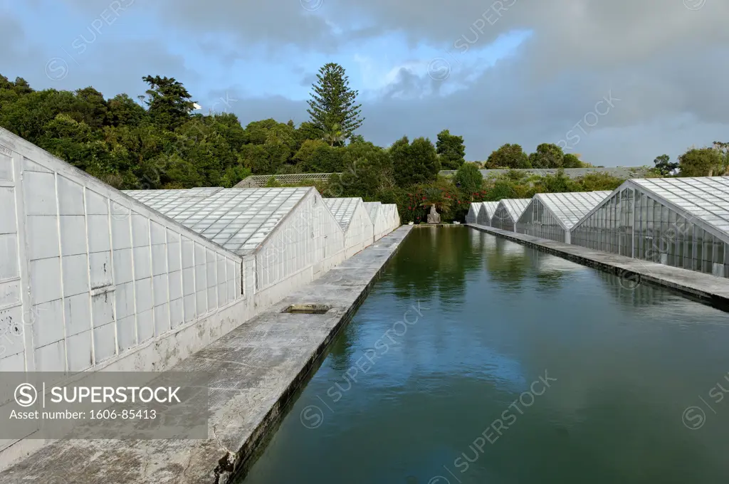 Azores, S. Miguel island, Faja da Baixo, pineapple greenhouse cultivation