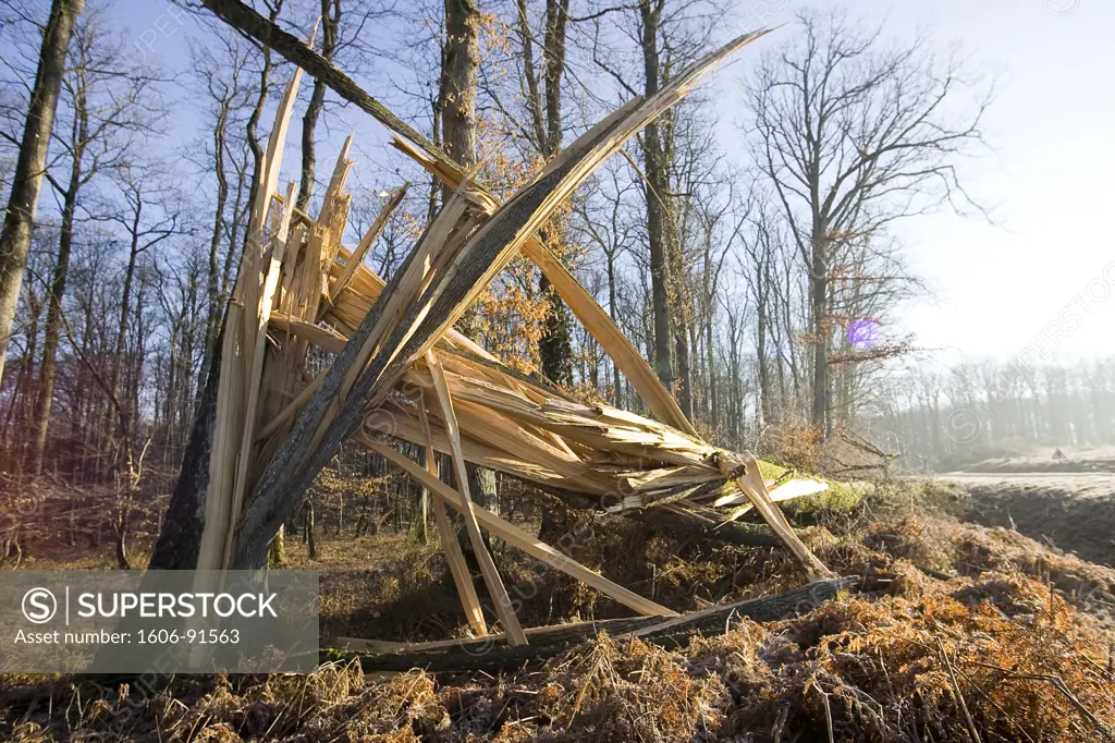 France, Auvergne, Allier, Tronais forest, uprooted tree after storm