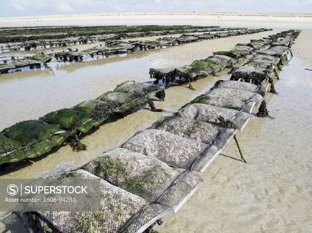 France, Normandy, oyster farming