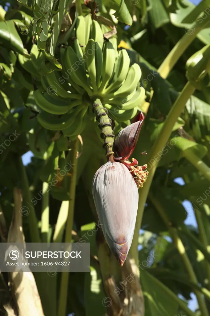 Spain, banana tree