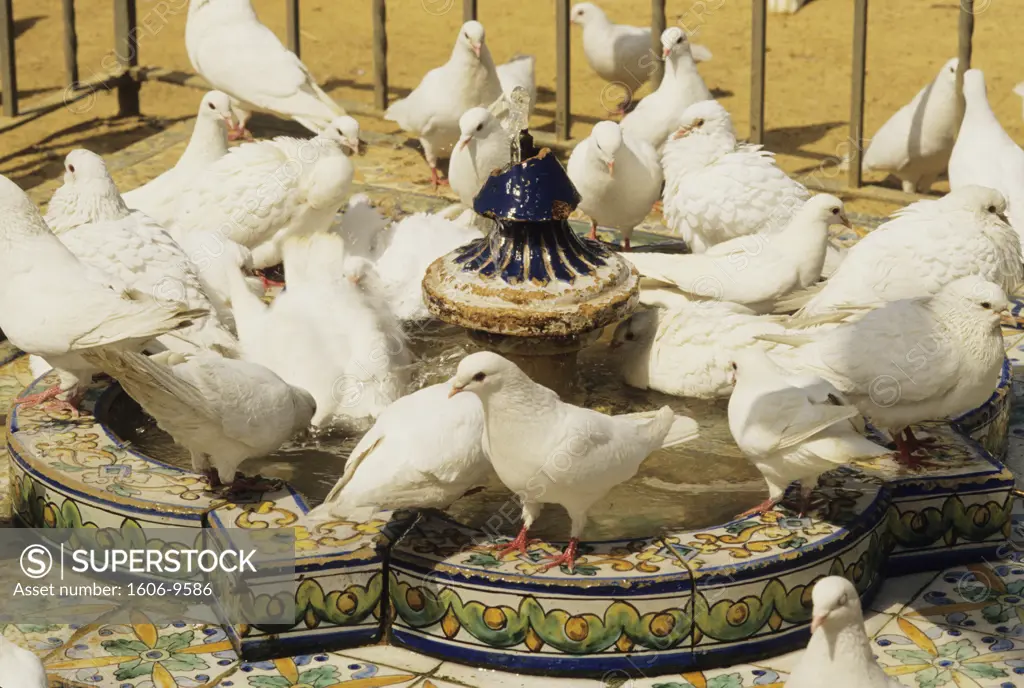 Spain, Andalousia, Sevilla, Maria Luisa park, pigeons