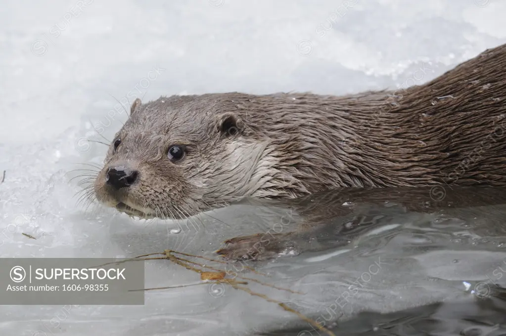 EURASIAN OTTER (LUTRA L. LUTRA) SWIMMING, BAYERISCHER WALD NATIONAL PARK, GERMANY