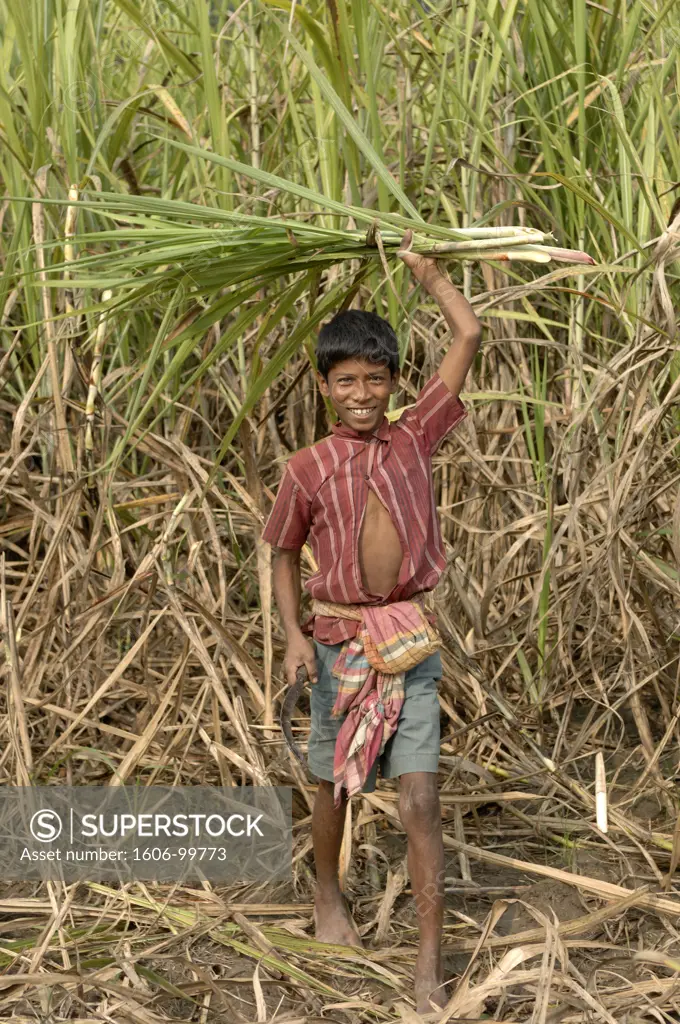 Bangladesh, Rajshahi, child working in sugar cane field
