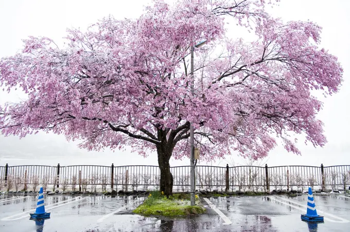 Blooming cherry tree before the lake,  Kawaguchiko, Japan