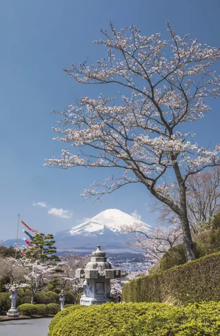 Japan, Gotemba City, Cherry Blossoms and Mount Fuji