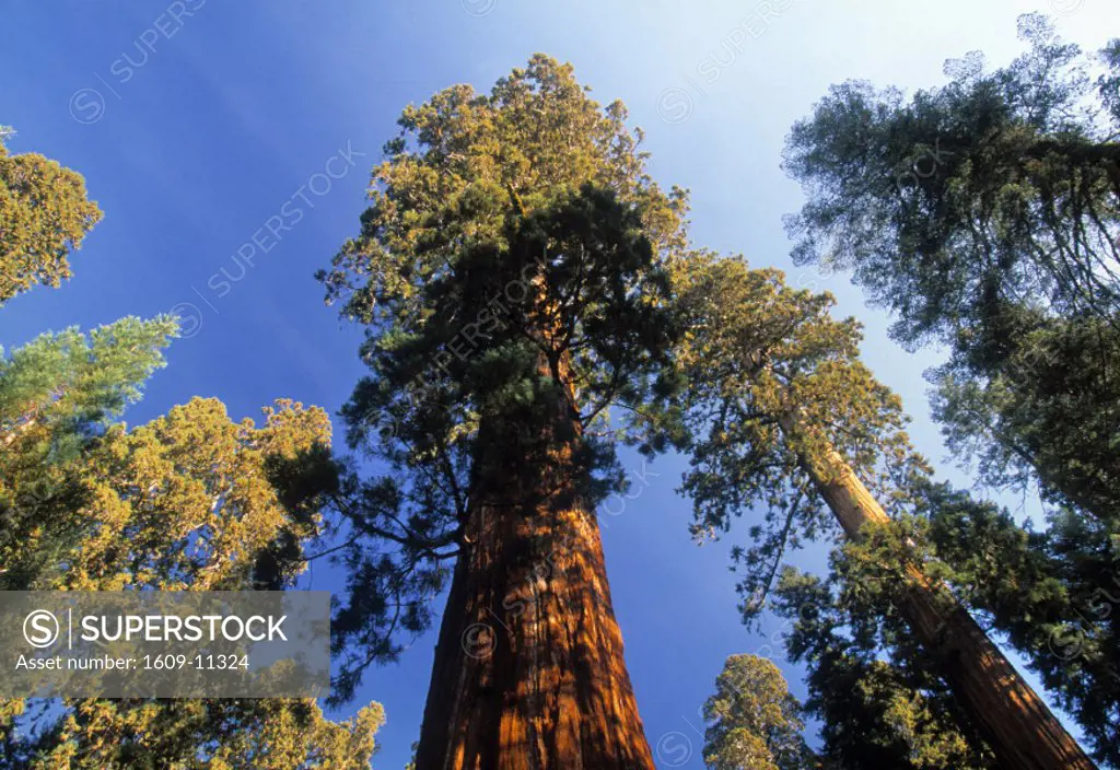 Sequoia Tree, Sequoia National Park, California, USA