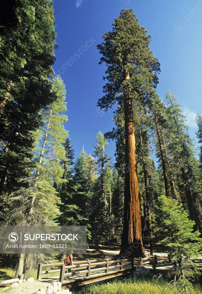 Sequoia Tree, Sequoia National Park, California, USA