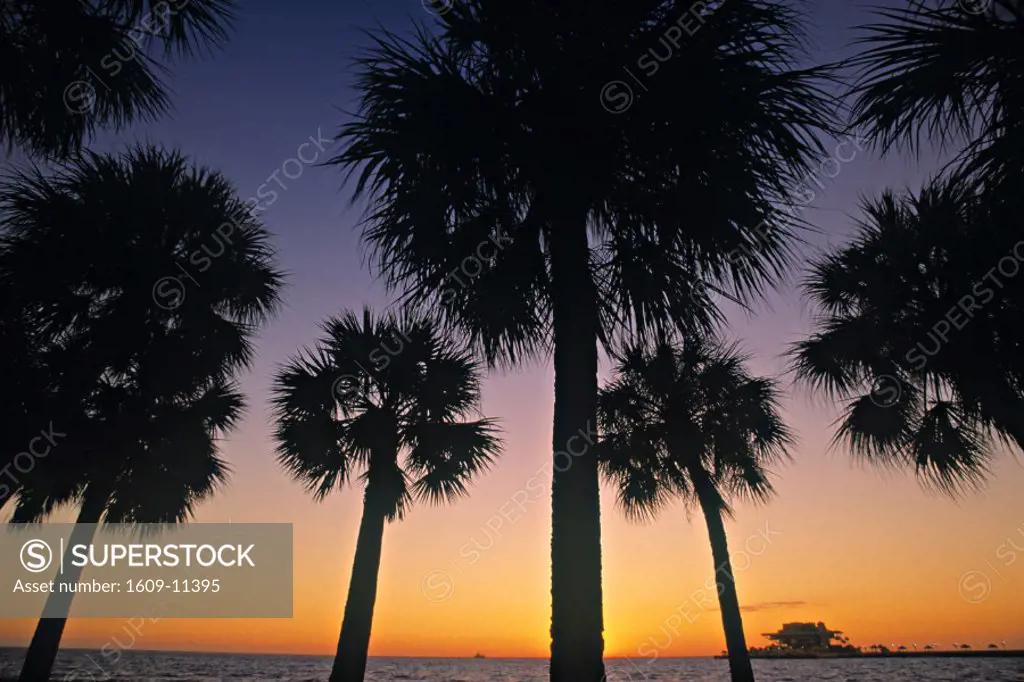 Palm trees on beach, St. Petersburg, Florida, USA
