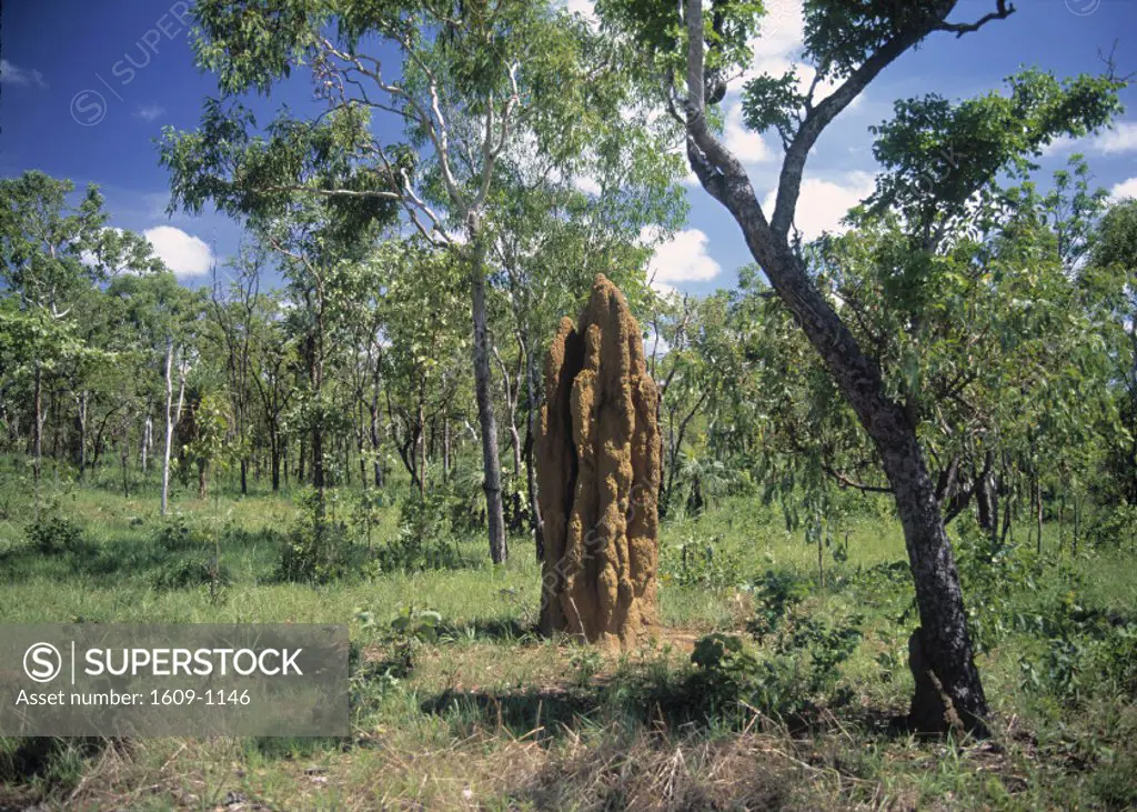 Termite Mound Northern territory Australia