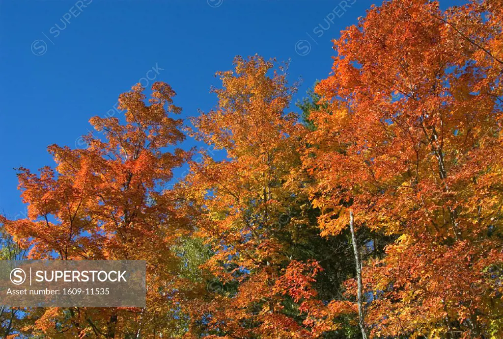 Autumn Leaves, Vermont, New England, USA