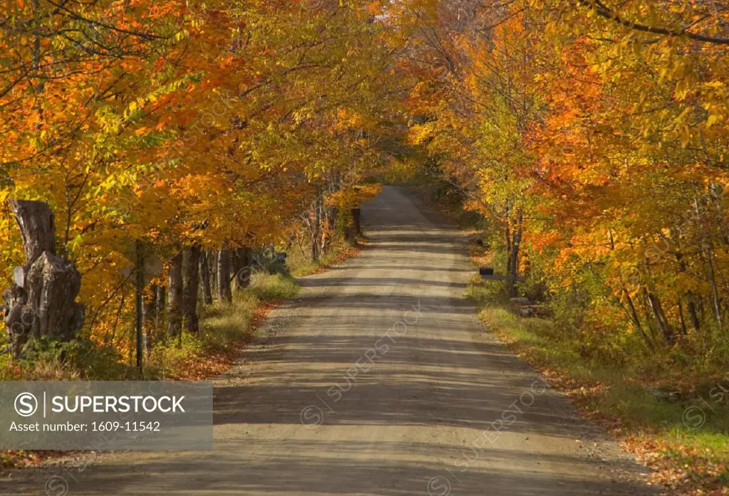 Road in forest, Vermont, New England, USA