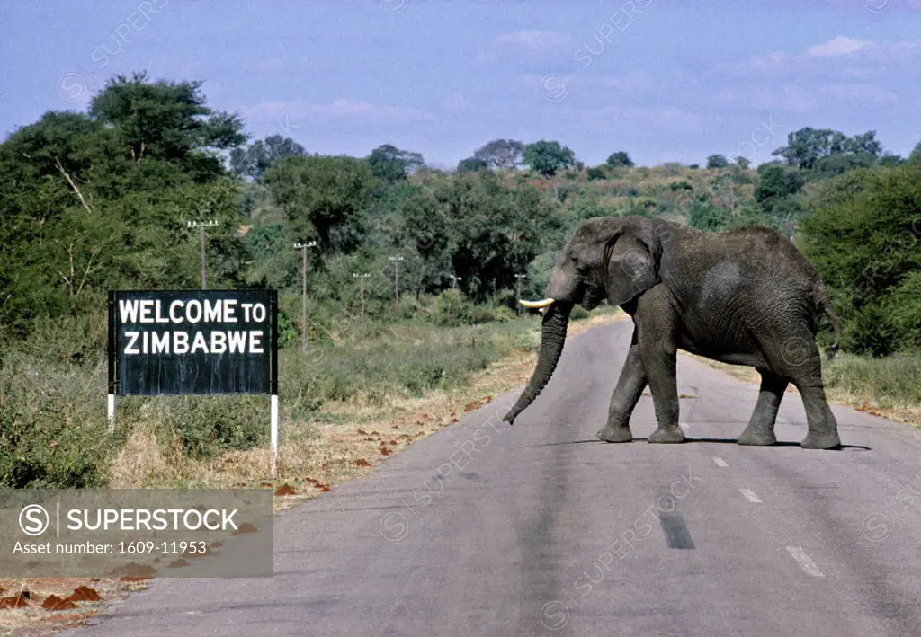 Elephant crossing the road, Zimbabwe