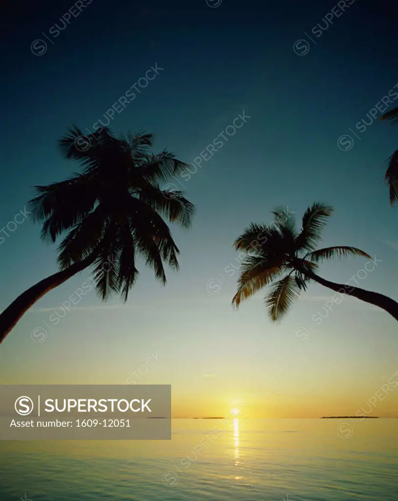Silouette of Palm Trees / Sunset over Sea, Indian Ocean / Maldive Islands, Maldives