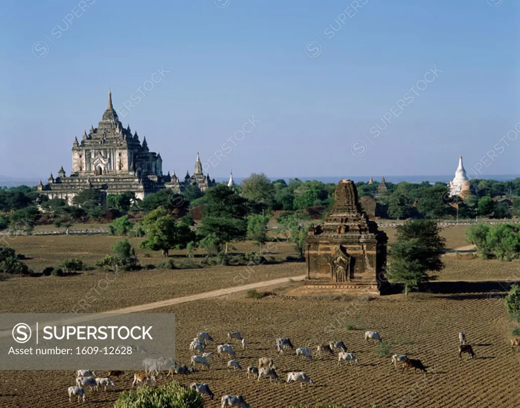 Thatbyinnyu Temple, Bagan, Myanmar (Burma)