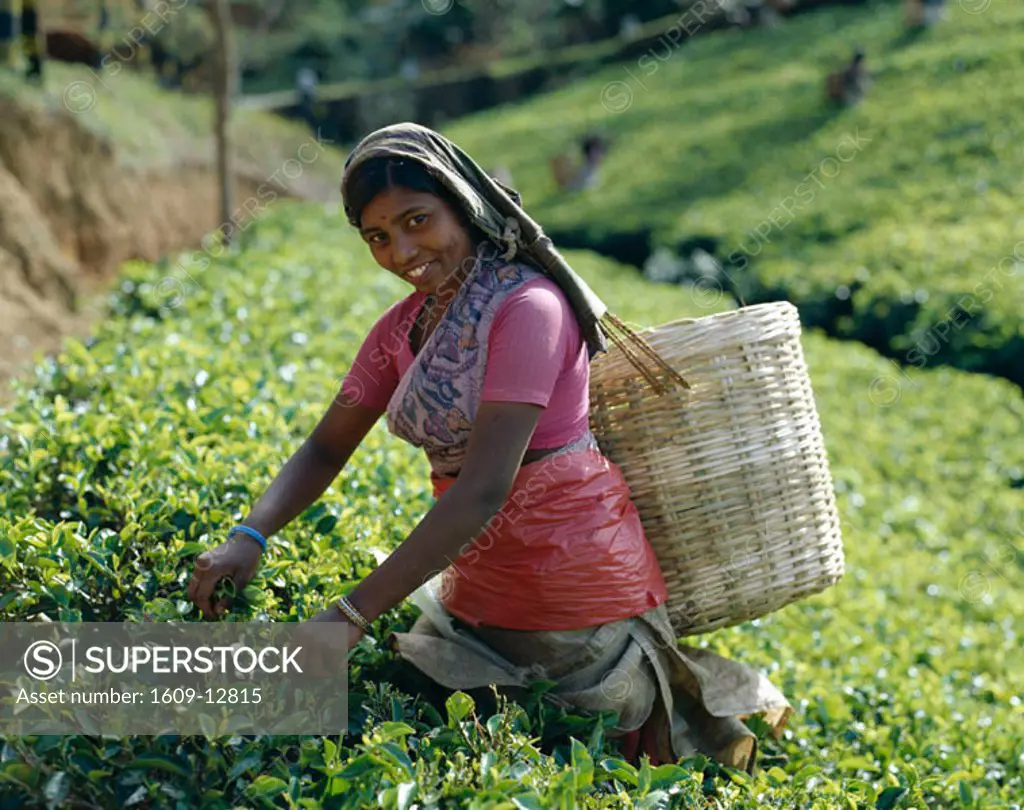 Tea Fields / Tea Picker, Nuwara Eliya, Sri Lanka