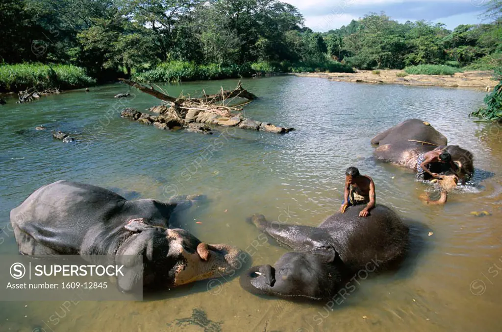 Pinnawala Elephant Orphanage / Elephant Bathing, Kandy, Sri Lanka