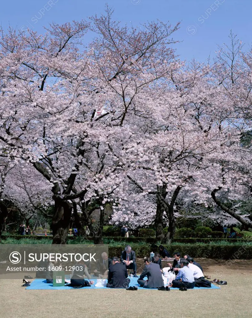 Shinjuku / Shinjuku Park in Spring / People Partying under Cherry Blossoms, Tokyo, Honshu, Japan
