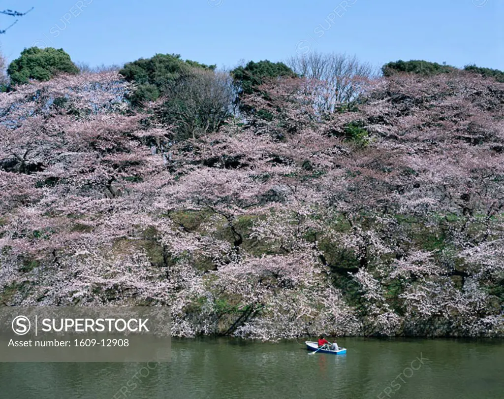 Chidorigafuchi Park in Spring / Couple Boating at Imperial Palace Moat / Cherry Blossoms, Tokyo, Honshu, Japan