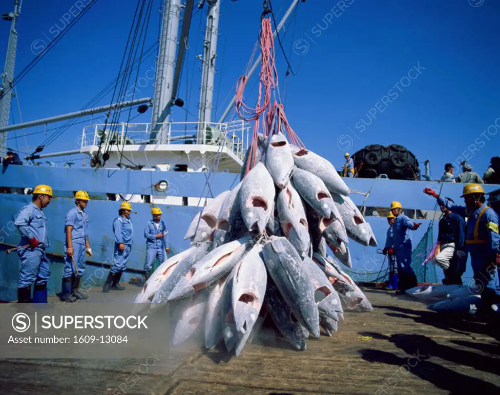 Fishing Port / Unloading Tuna, Shimizu, Honshu, Japan