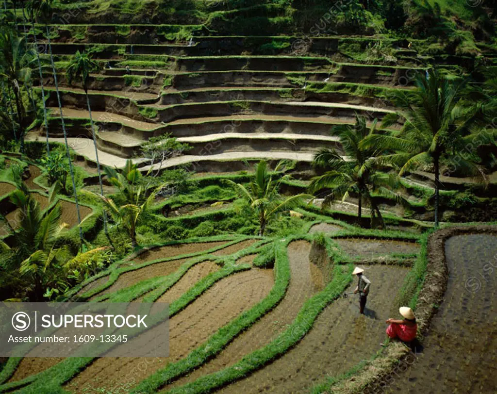 Ubud / Rice Terraces, Bali, Indonesia