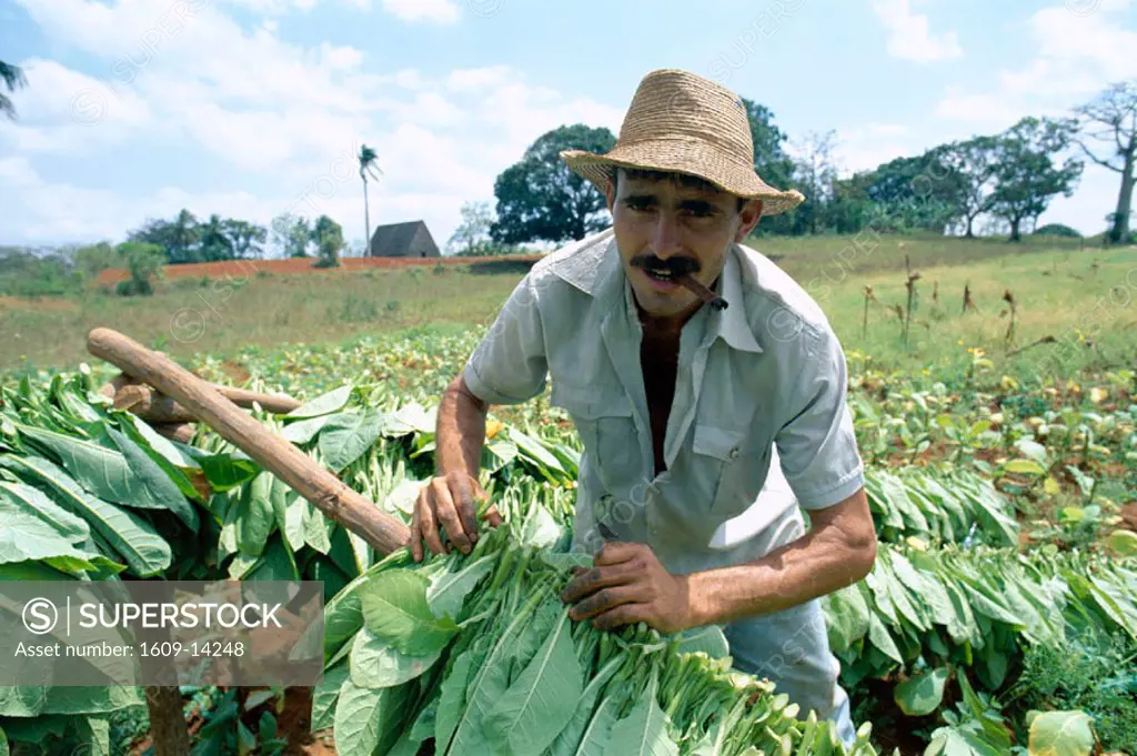 Tobacco Harvesting, Vinales, Cuba