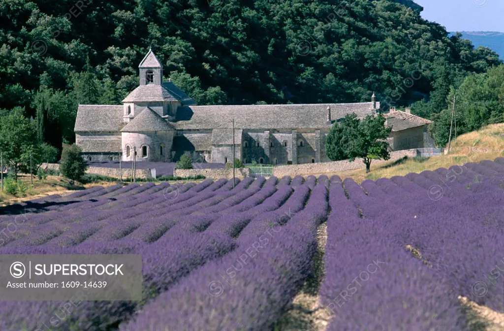 Abbaye de Senanque & Lavender fields, Provence, Fance