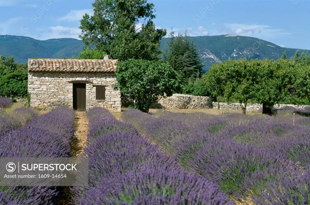Lavender fields, Provence, Fance