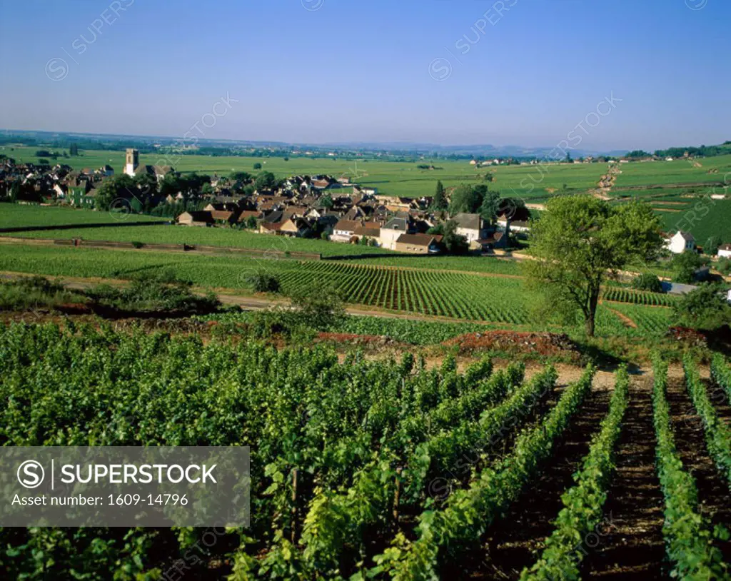 Village & Vineyards, Pernand Vergelesses, Burgundy (Bourgogne), France