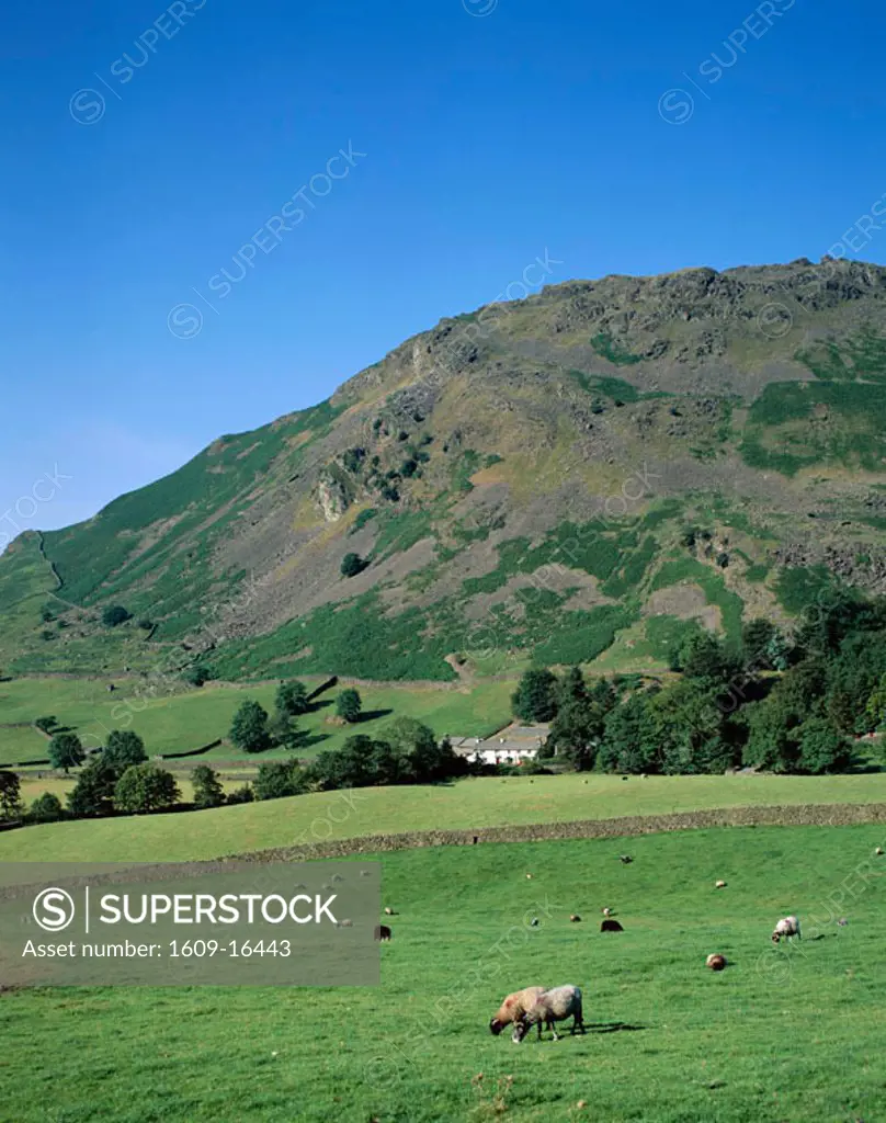 Rural View / Mountains & Farmhouse & Sheep, Lake District, Cumbria, England