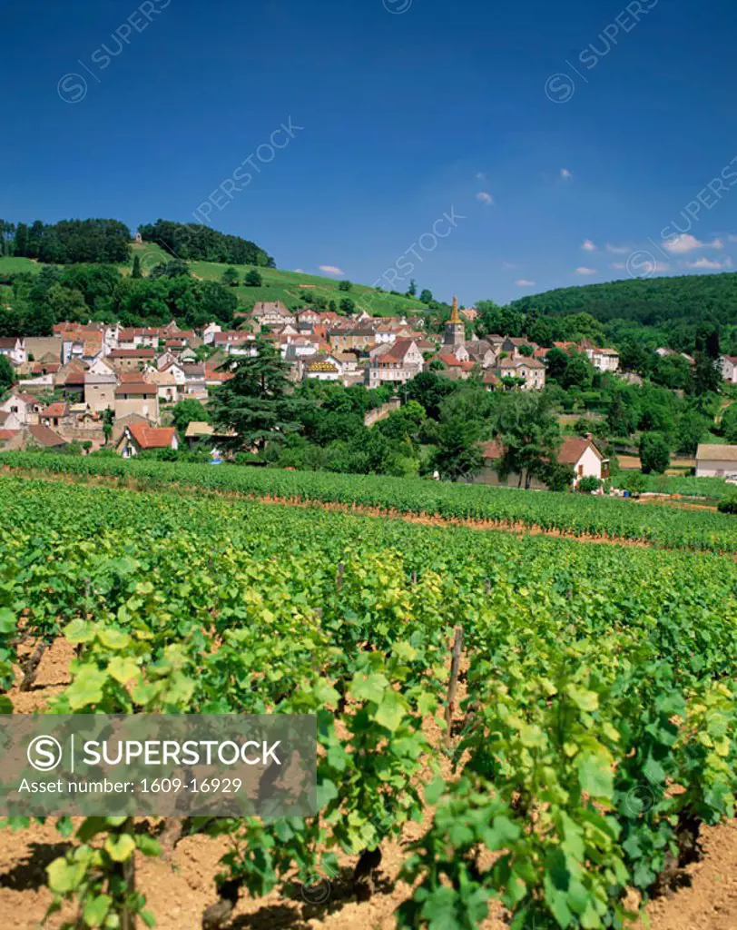 France, Burgundy, Pernand Verglesses Village and Vineyards