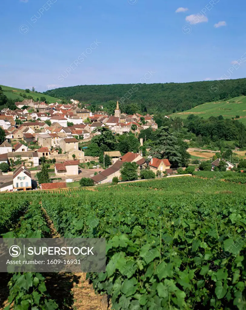 France, Burgundy, Pernand Verglesses Village and Vineyards