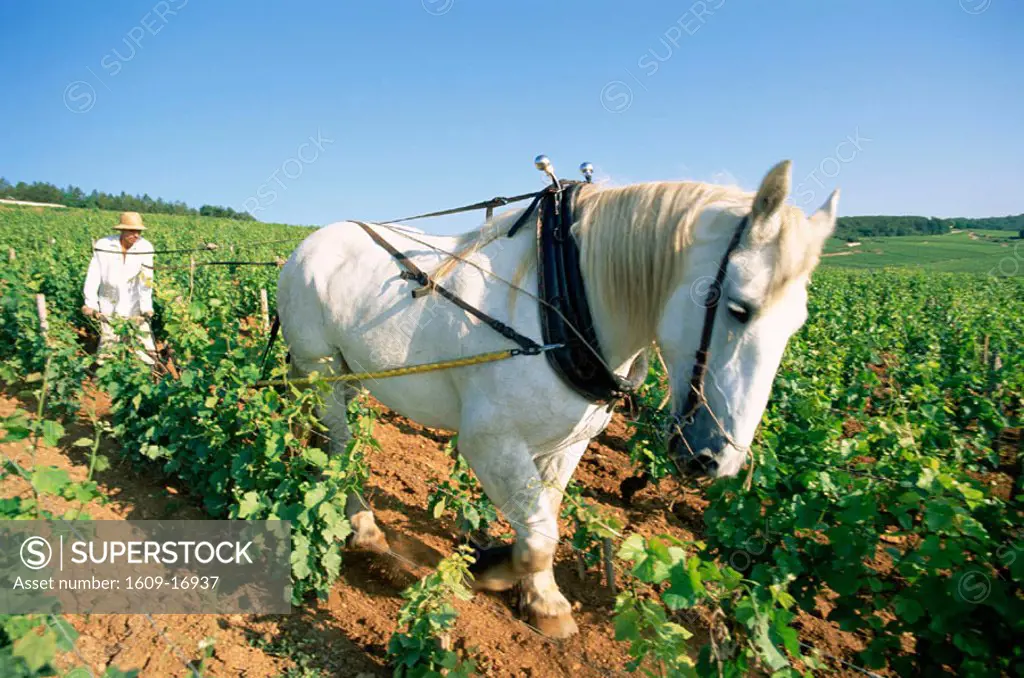 France, Burgundy, Nuits-St-Georges, Farmer and Horse Ploughing Vineyards