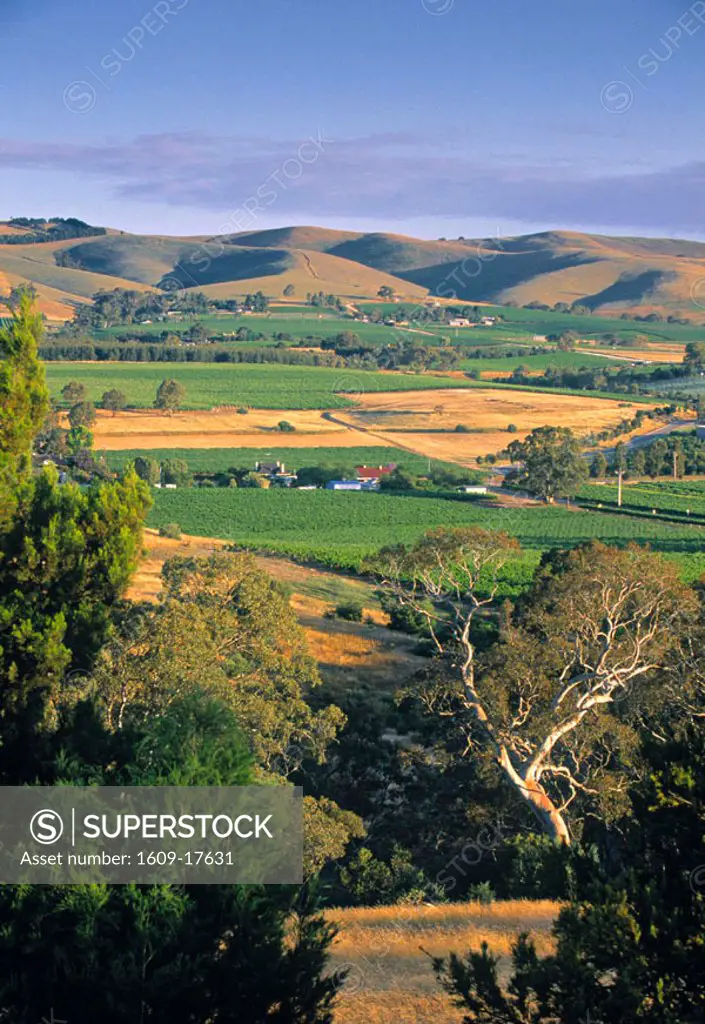 Vineyards, Barossa Valley, South Australia, Australia